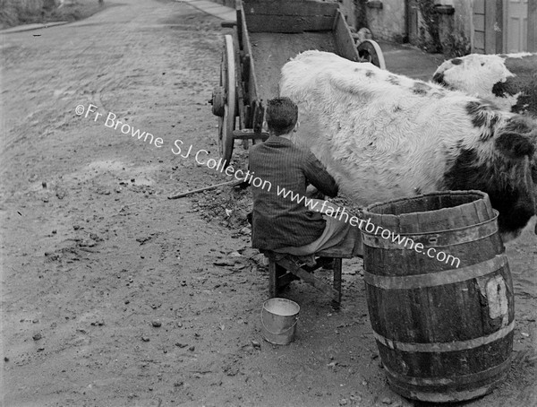 MILKING THE COWS